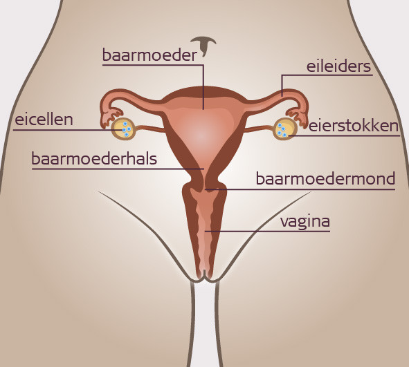 Organes génitaux internes des femmes