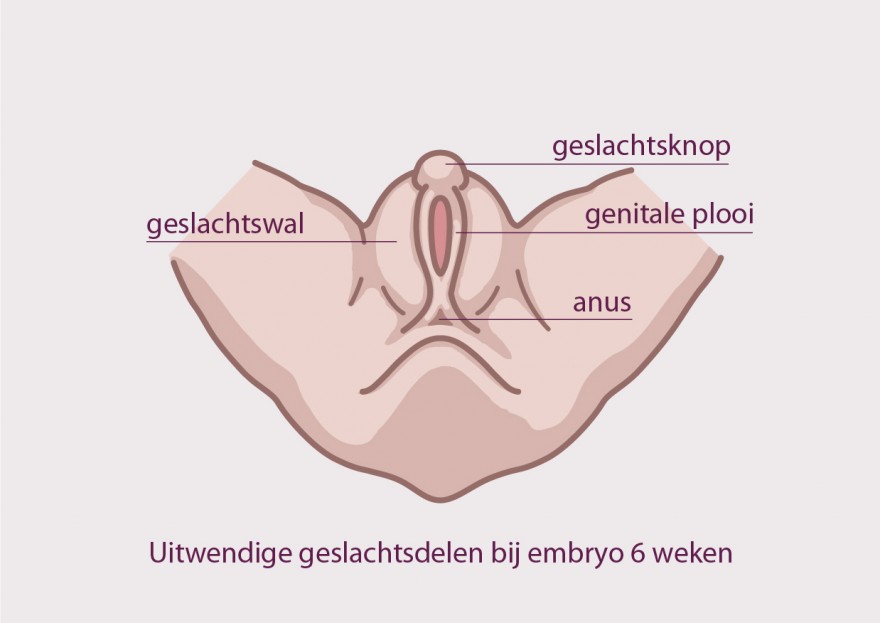 les organes génitaux de l'embryon
