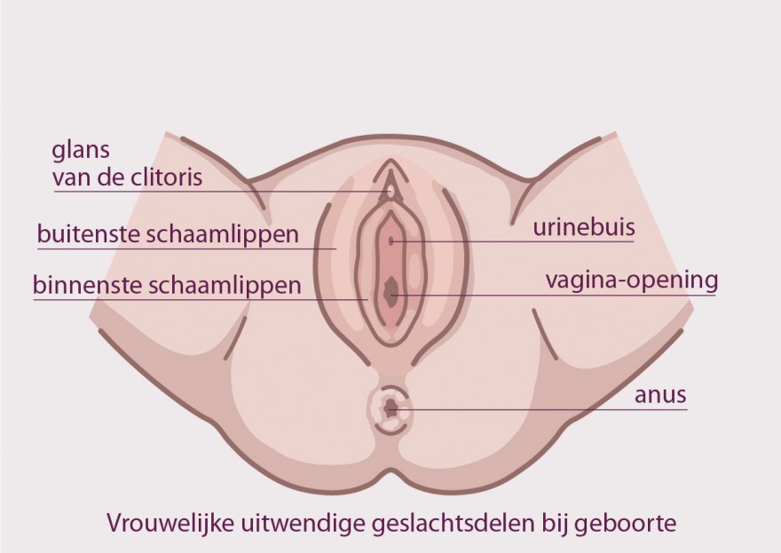 clitoris et vulve à la naissance