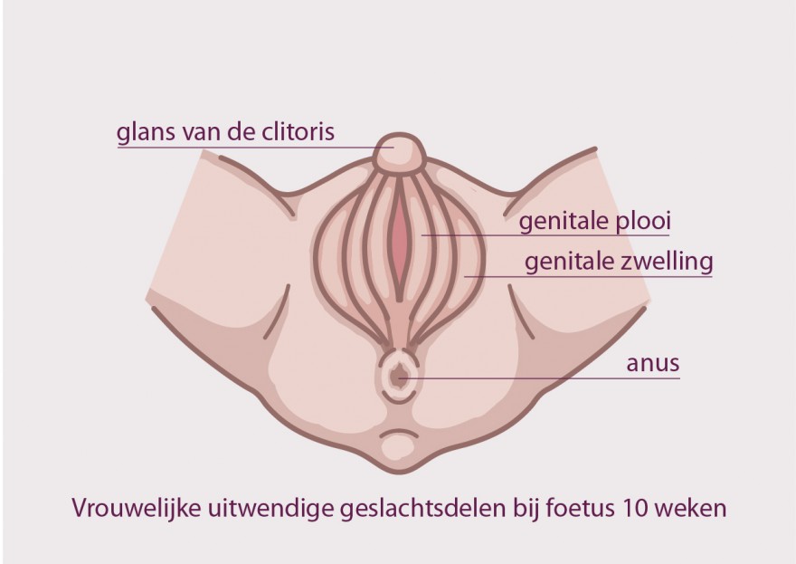 clitoris chez le fœtus